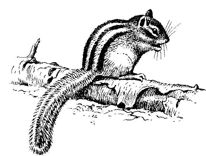 Бурундук раскраска