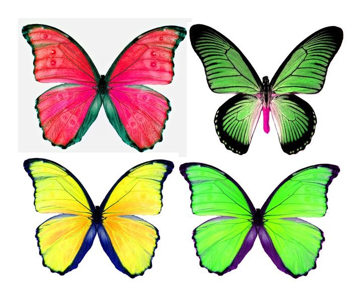 Бабочки для вырезания цветные