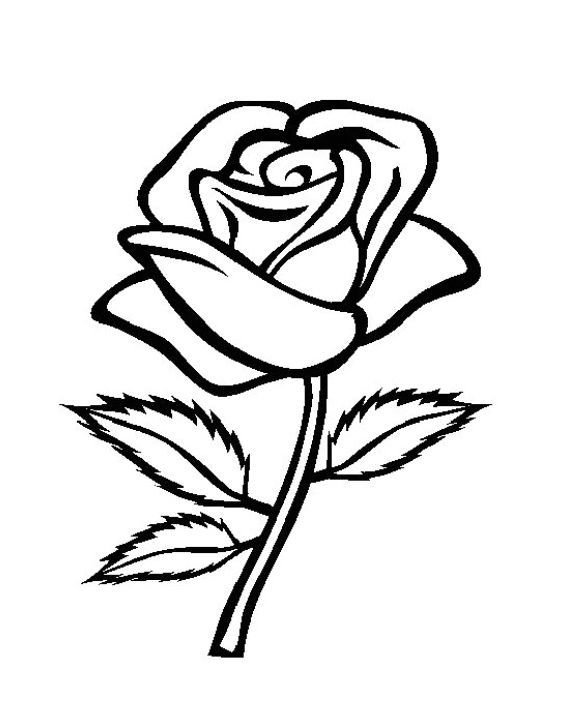 Роза рисунок