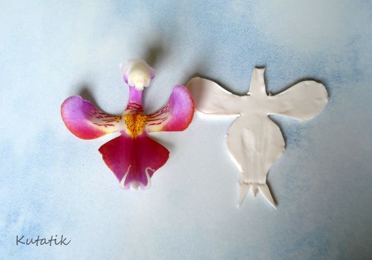 Серединка орхидеи