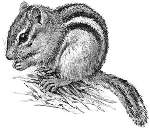 Бурундук рисунок