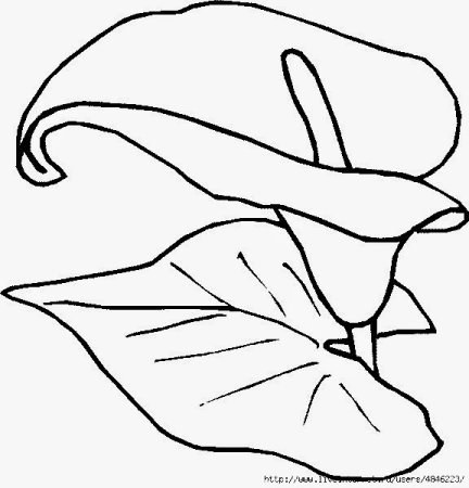 Трафарет каллы