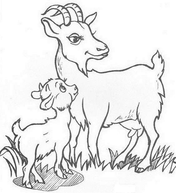 Раскраски животных