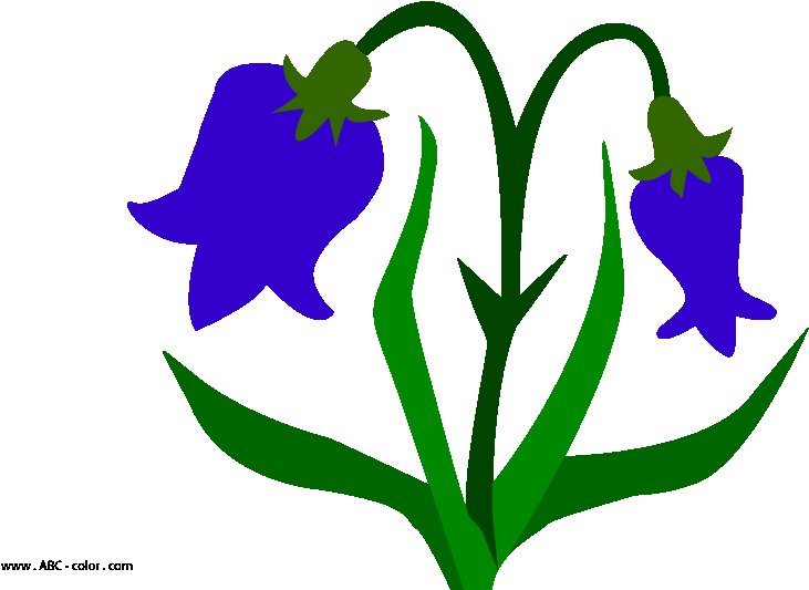 Колокольчик цветок рисунок