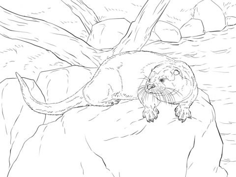 Выдра раскраска для детей