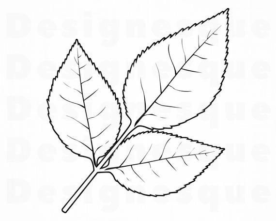 Трафареты "листья"