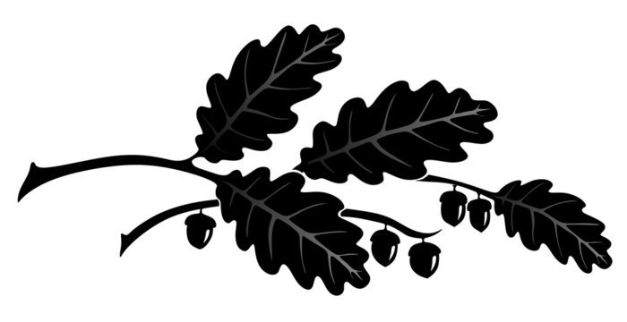 Дубовый лист силуэт
