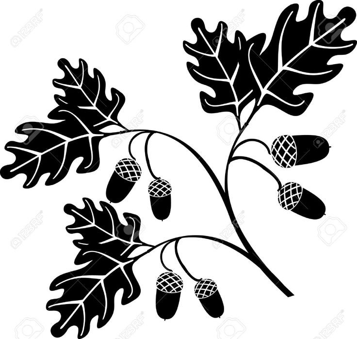 Дубовые листья орнамент