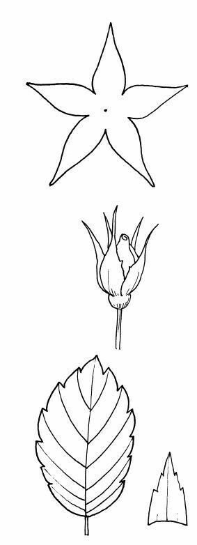 Трафареты листиков для цветов