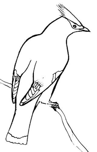 Свиристель рисунок