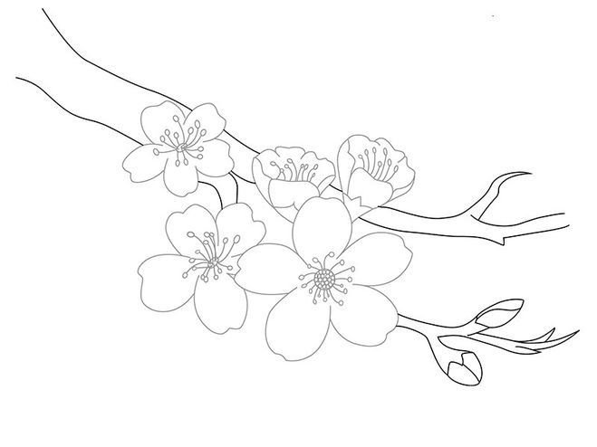 Сакура карандашом