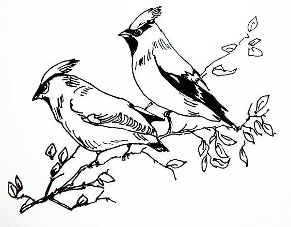 Свиристель раскраска