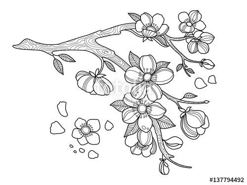 Ветка цветущей яблони раскраска