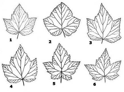 Форма листа черной смородины