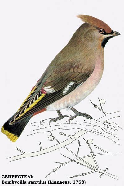 Сойка и свиристель