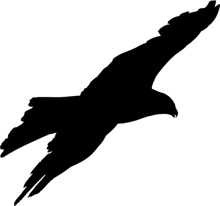 Силуэт летящей птицы