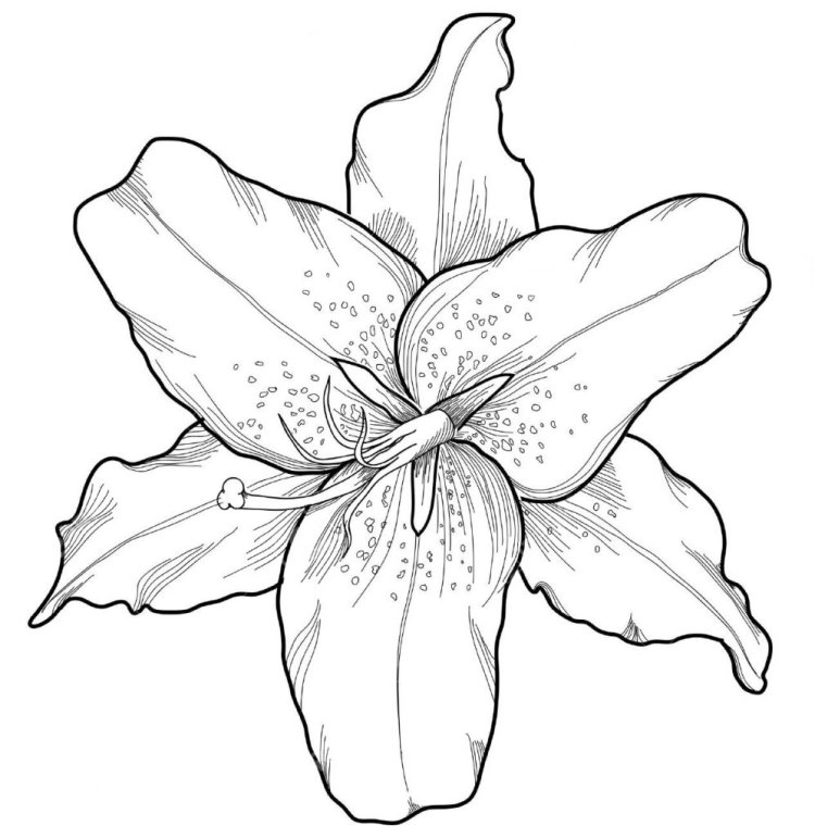 Шаблон лилии