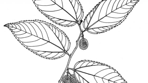 Лист черемухи рисунок