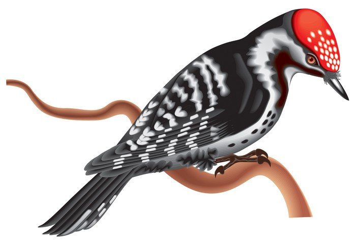 Маска дятла на голову