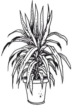 Драцена душистая или Юкка