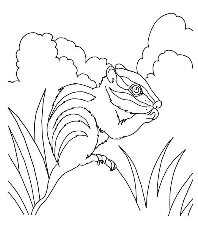 Бурундук раскраска