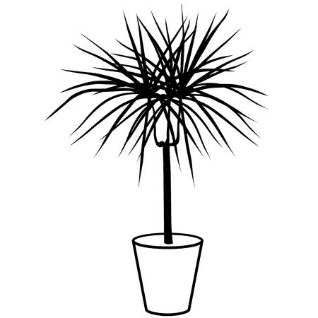 Юкка Драцена Пальма