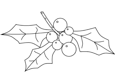 Остролист раскраска