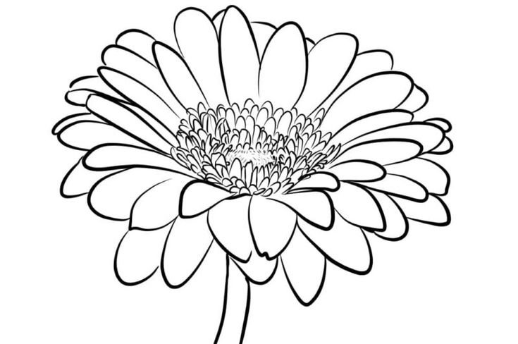 Ромашка раскраска