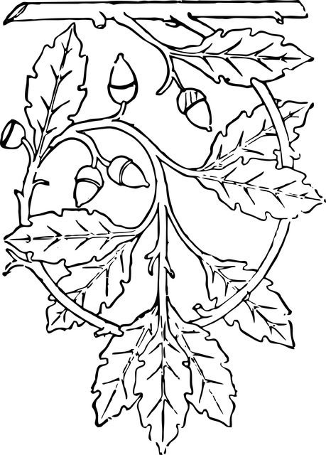 Дубовые листья орнамент