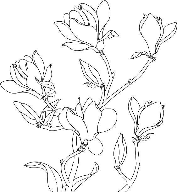 Магнолия трафарет