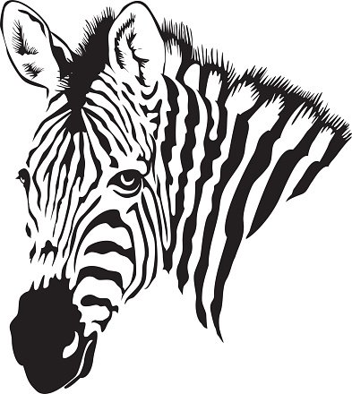 Голова зебры